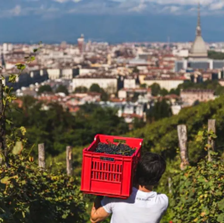 Balbiano nella Vigna della Regina a Torino