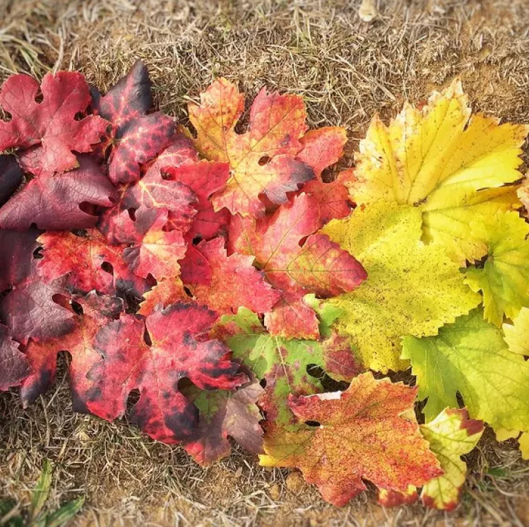 Foglie autunno